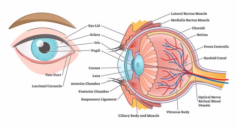Partes del ojo humano: anatomía y funciones detalladas